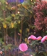 Miss_Dior_-_A_Miss_in_Paris_Episode_2-00_00_15_400.jpeg